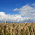 Vogelsberger Weizen
